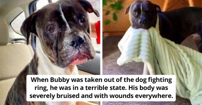 A Tortured Bait Dog Always Carries His Security Blanket