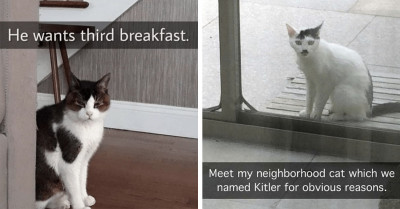 Awesome, Wholesome, Entertaining – These Are The Best Cat Posts We’ve Seen In A While