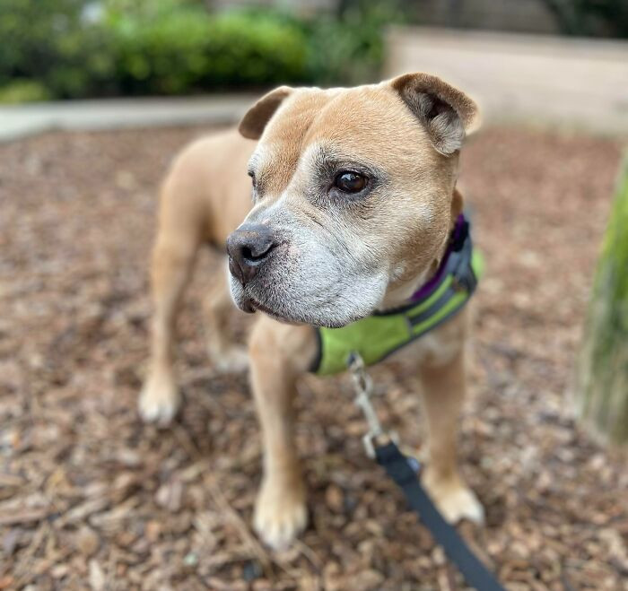 5. "I Was Just Told About This Subreddit And Wanted To Share. This Is Winnie, We Just Adopted Her Today - She Is An 11-Year-Old Pitbull/Potato Mix!"