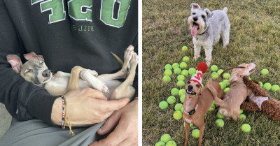 The Italian Greyhound’s Unique Look Is Breaking the Internet