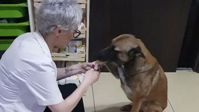 Banu Cengiz, a compassionate pharmacist in Turkey, recently encountered a surprising visitor at her pharmacy—a stray dog. She noticed a cut on its paw