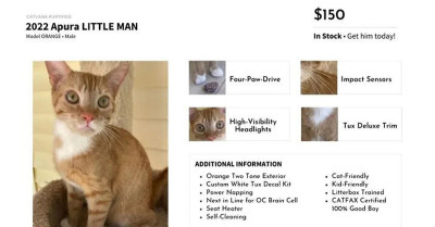 12 Shelter Cats Get 'Sold' Like Cars, And The Advertisements Are Purrfectly Funny