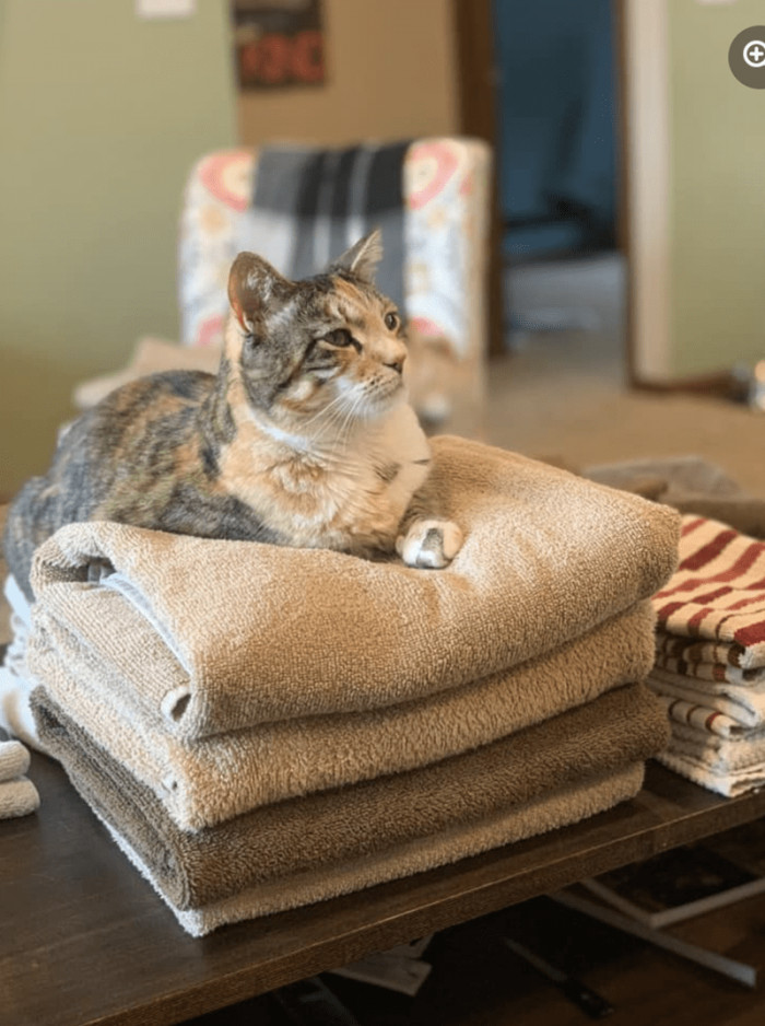 Here is the beauty, David