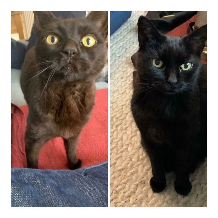 39. Took In This 15-Year-Old Lady 6 Months Ago When The Previous Owners Didn’t Want Her. With Proper Food And Care, She Has Gained Over A Pound And Looks So Much Healthier.