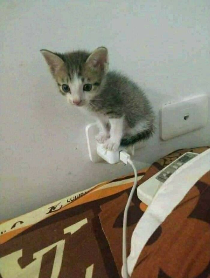 28. Yes, it holds me perfectly