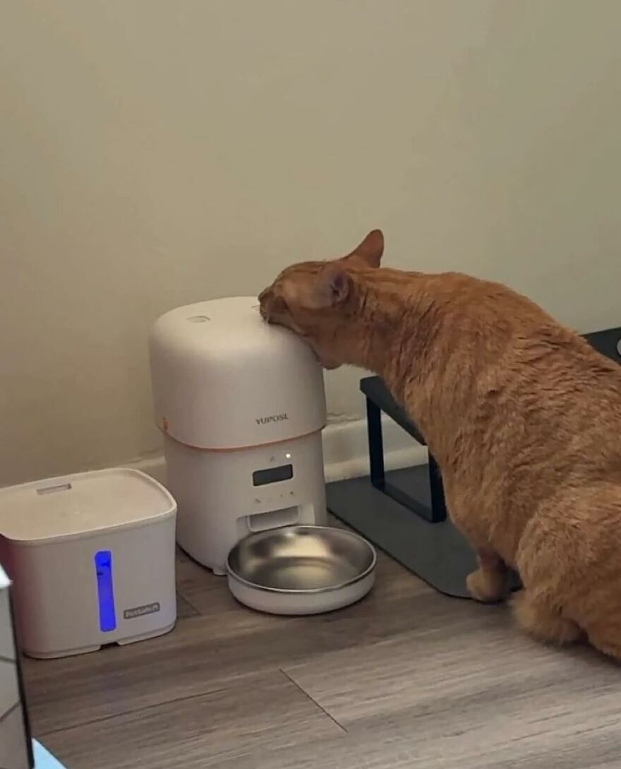 When you love your food dispenser a little too much.