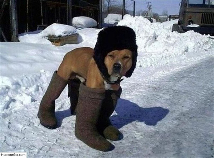 Did someone say 'snow paw-trol' fashionista?