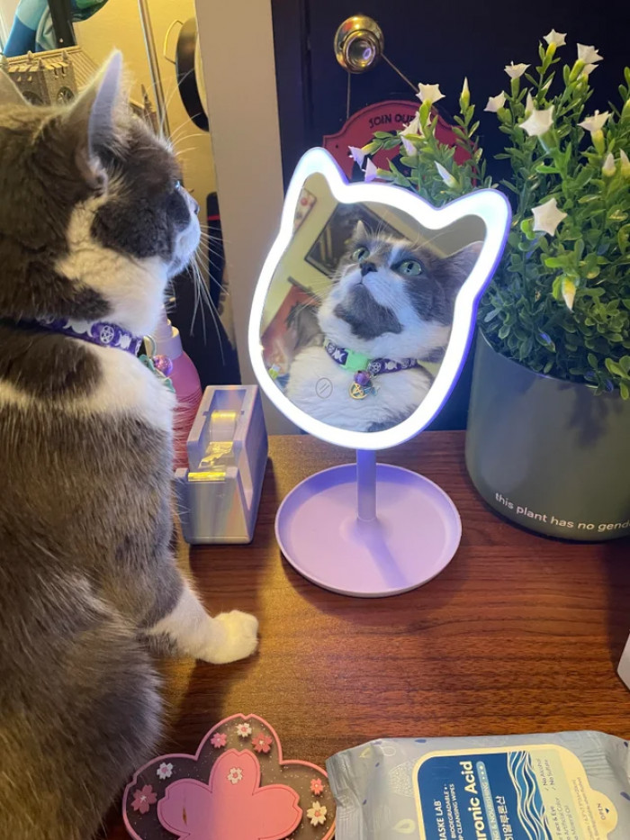 2. "Who's the fairest of them all?"