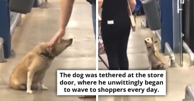 Abandoned Dog Waves at Passers-By in Front of a Supermarket, Hoping That Someone Will Adopt Him