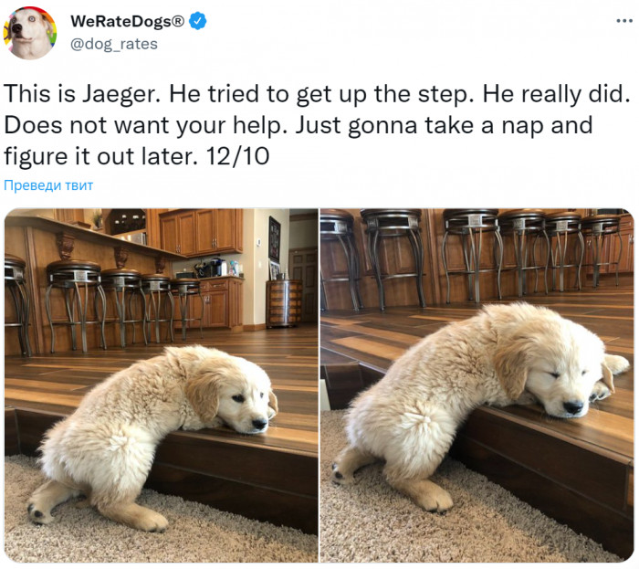 9. Maybe he can't climb the steps, but he can use them for a sweet nap.