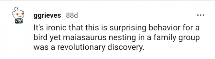 According to this Redditor, this is a surprising behavior for a bird