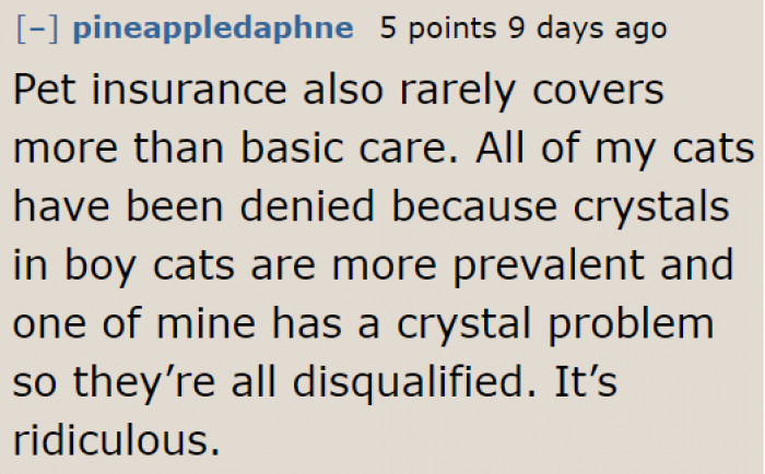 The reason why owning a pet could cost more money