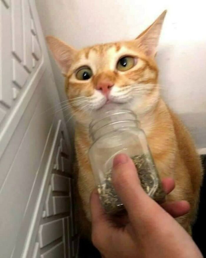 23. The cat is clearly not interested