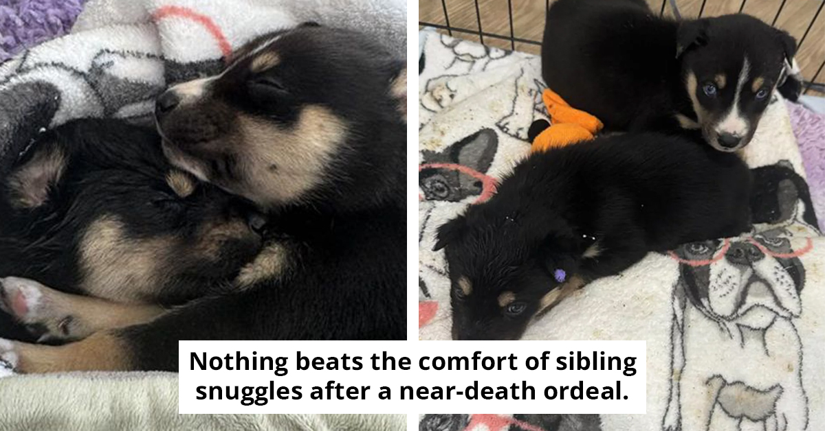 8 Five-Week Old Puppies Were Miraculously Rescued From Under A Burning Car By California’s Finest Firefighters