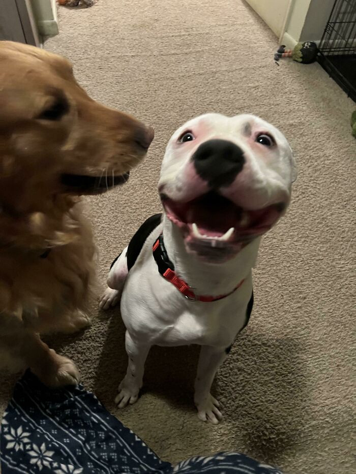11. "Our rescue pittie: the happiest boy ever!"