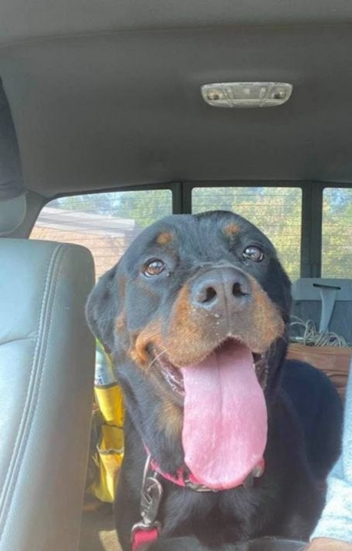 The OP Paid the Dog Tax