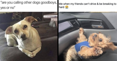 21 Funny Dog And Cat Posts That Will Definitely Make You LOL