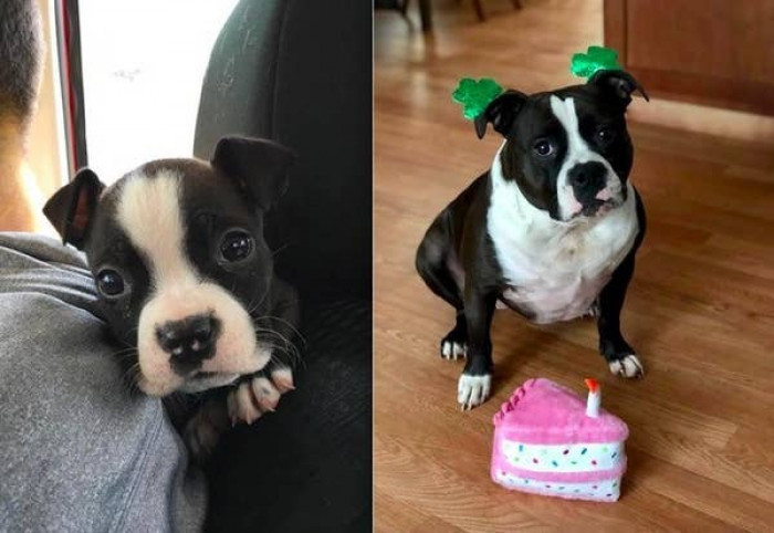 21. Mable used to be a nugget. Now, she's an adorable meatball.