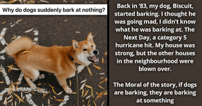 Why Do Dogs Suddenly Bark At Nothing — People Share Their Experiences