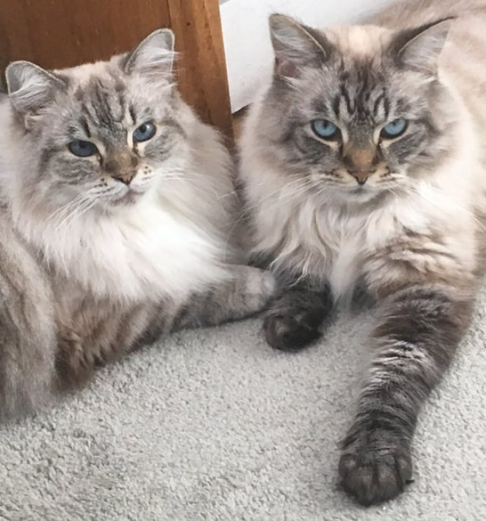 Edit: Here is Bread (right, black paws) and Shark on the left