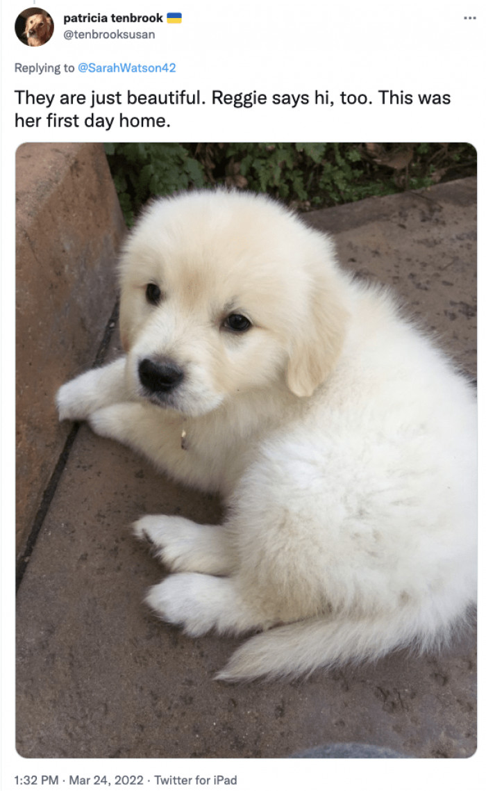 16. This little pup is now in her forever home.