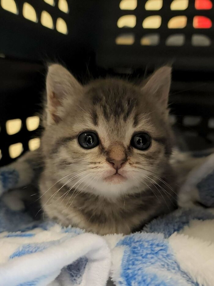 30. "Raisin had her first vet appointment. She was dewormed and will go back in 2 weeks for shots to get ready for adoption!"