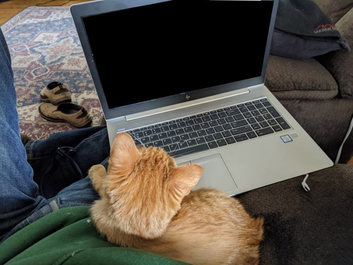 The next day he is walking around, alert and looking for something