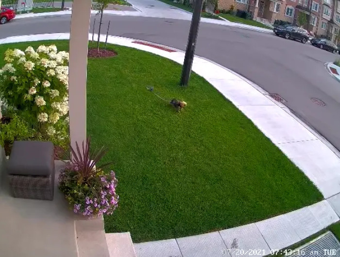 The Tiny Dog Was Severely Injured, and She Was Immediately Taken to the Vet