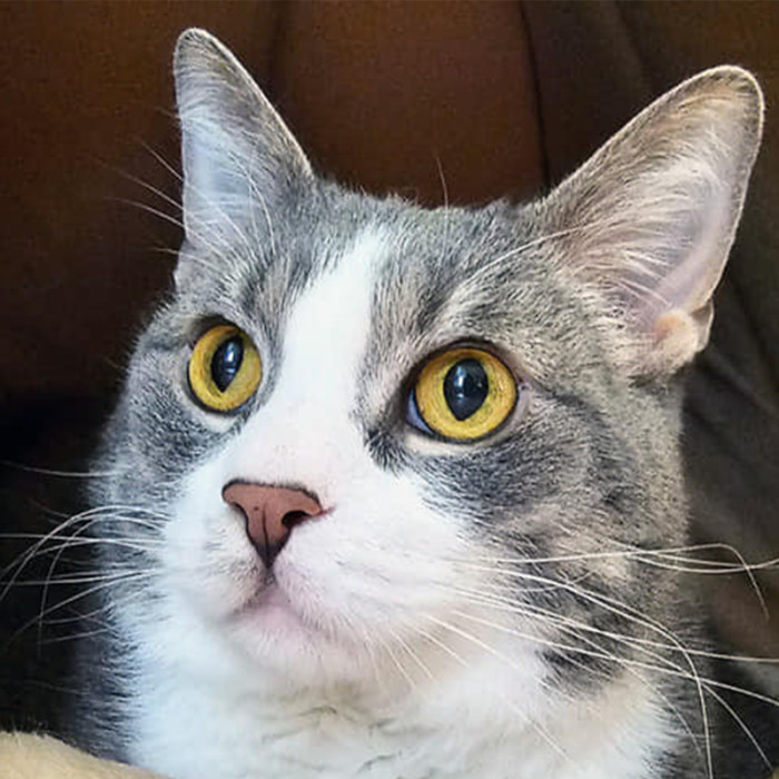 Now all he needs is to find his perfect forever family to help him continue achieving those goals.