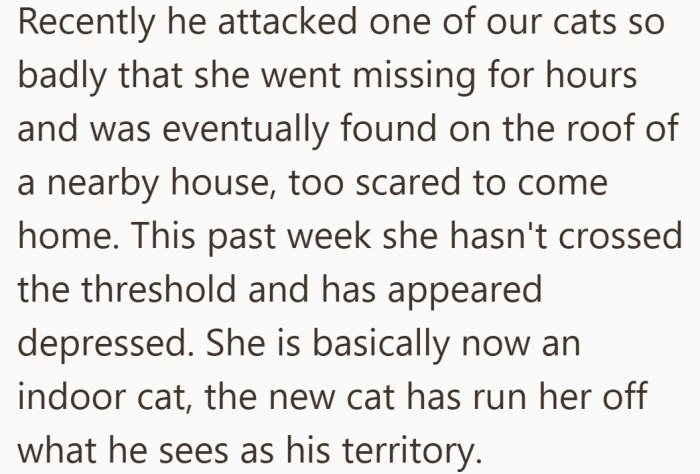 One of their cats became so terrified after an attack that she hid on a nearby roof and refused to come home.