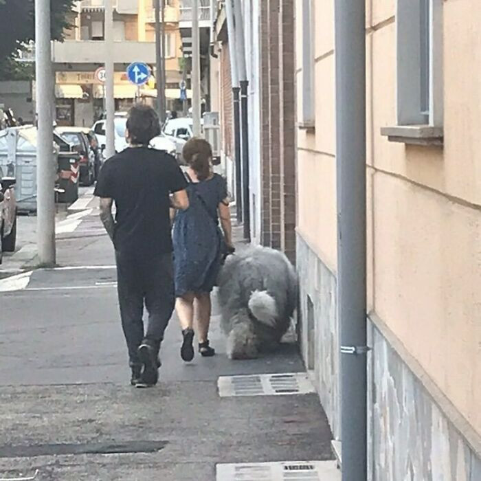 31. That is one heck of a fluffy dog