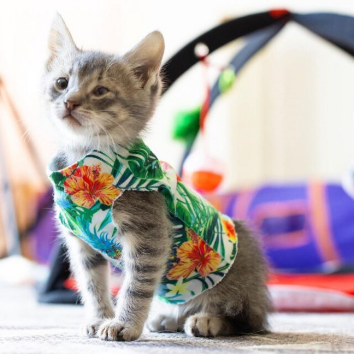 Spinach had surgery on her breastbone