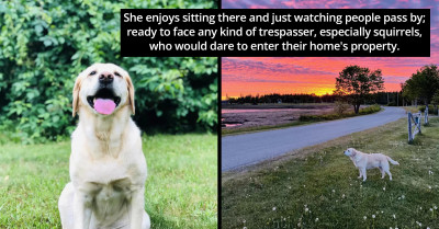 Wholesome Dog Develops a Special Connection with a Garbage Man She Patiently Waits for Every Week
