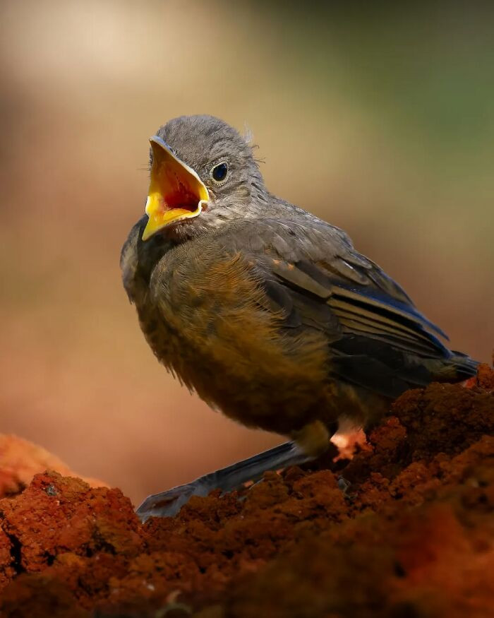 Rufous-Bellied Thrush