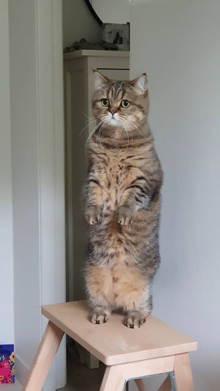 38. My meerkat, Margot