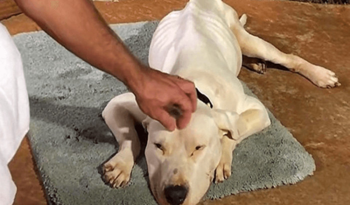 A woman named Heather discovered Saint’s misery and it broke her heart into pieces