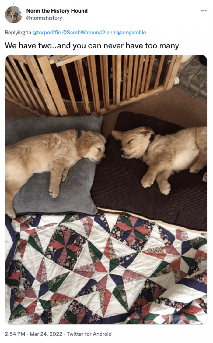 28. The more dogs, the merrier!