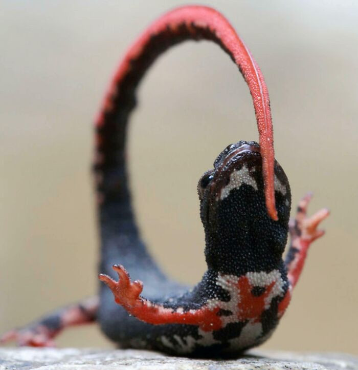 When threatened, the spectacled salamander curls up to reveal the warning colors on its tail and legs.