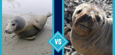 Seal vs Sea Lion: 8 Differences You Can Spot