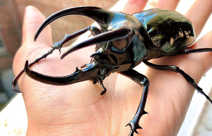 Rhinoceros Beetle
