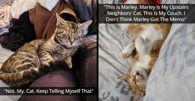 40 People Share Their "My House, Not My Cat" Moments, And They Are Adorable