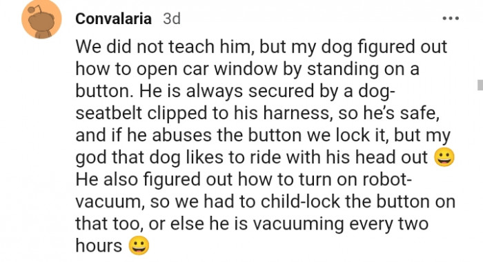 18. My dog figured out how to open the car window