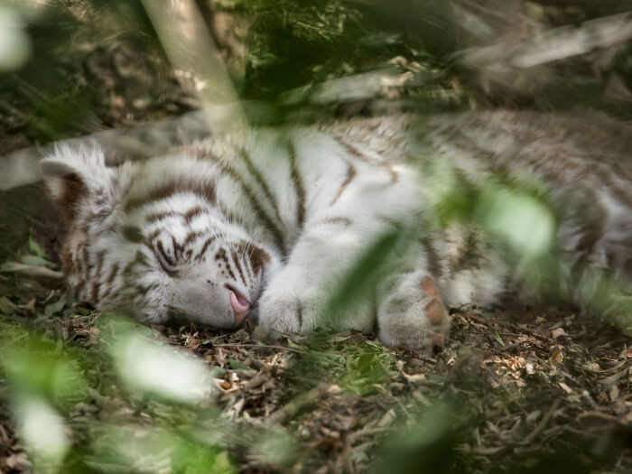8. Sleeping Baby Tiger At Animalia Park, Sao Paulo, Brazil