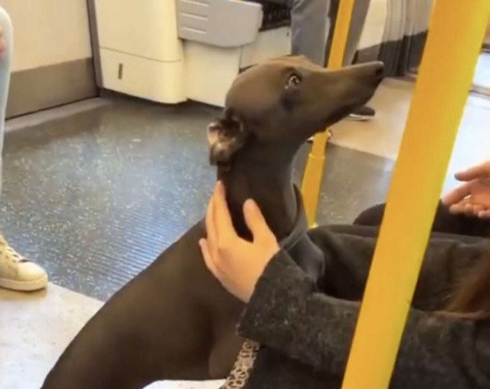 Cosmo has also helped his mom during a rough period in her life.