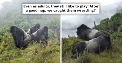 Three Silverback Gorilla Brothers Guard A Group Of 22 Female Gorillas And It Is Truly A Beautiful Thing To See