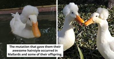 Say Hello To These Adorable Ducks Who Sport The Coolest Hairdos