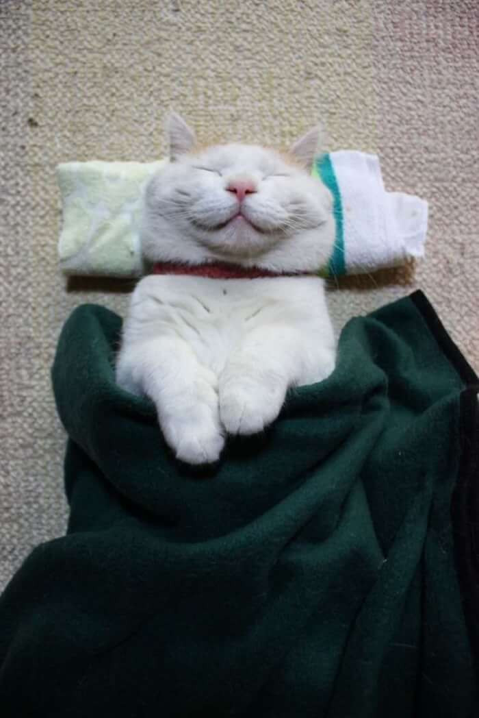 16. This cat is waiting for their facial.