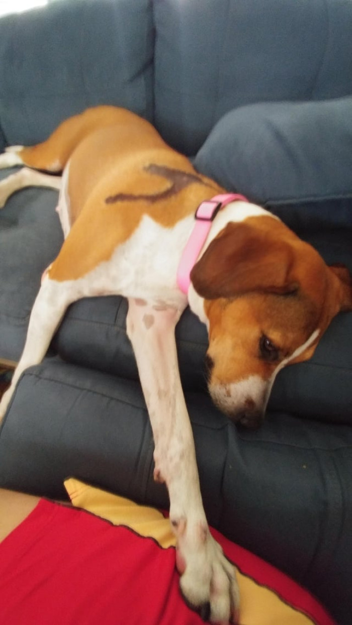 Here's a picture of the OP's rescue dog