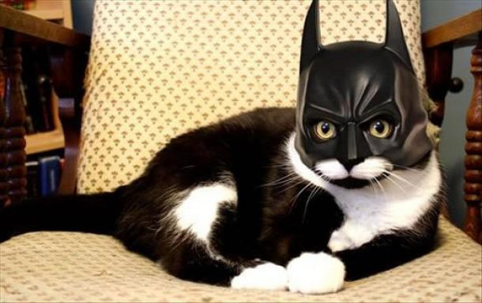 48. When she dressed up his cat as Batman and chased it around singing the theme song