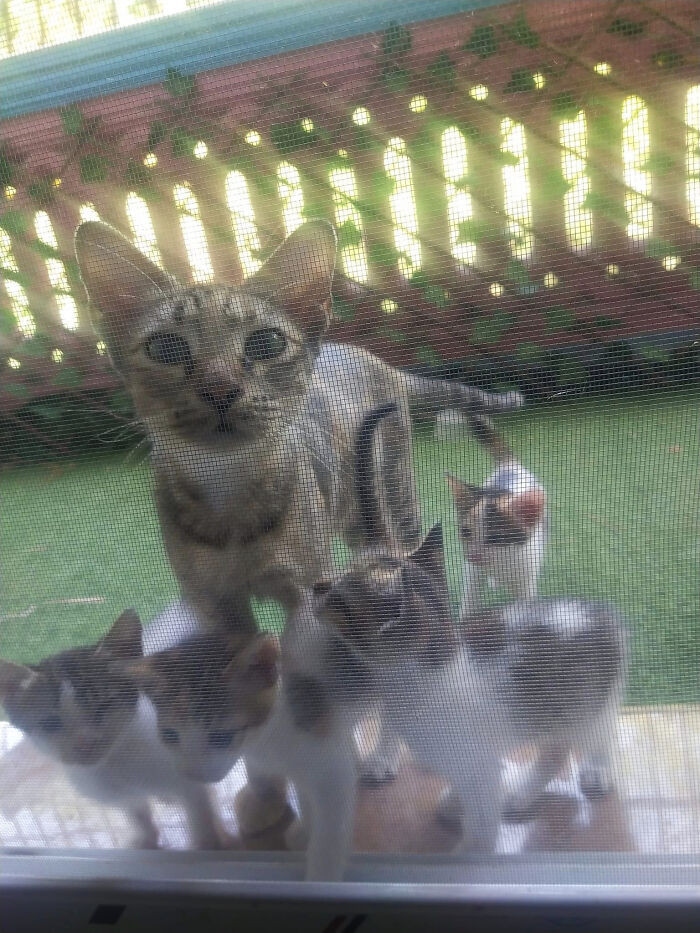 25. A Family Meowed At My Door And Adopted Them